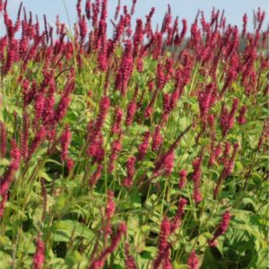 Persicaria amplexicaulis 'Blackfield'®
