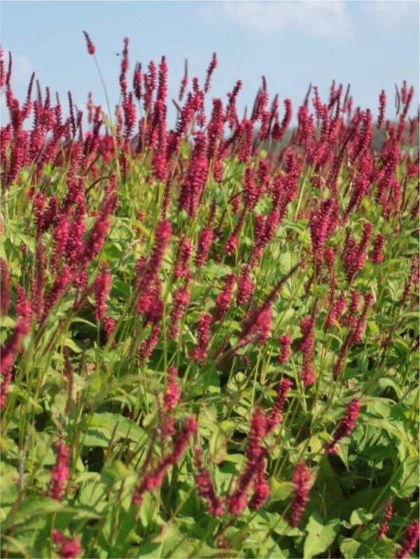Persicaria amplexicaulis 'Blackfield'®