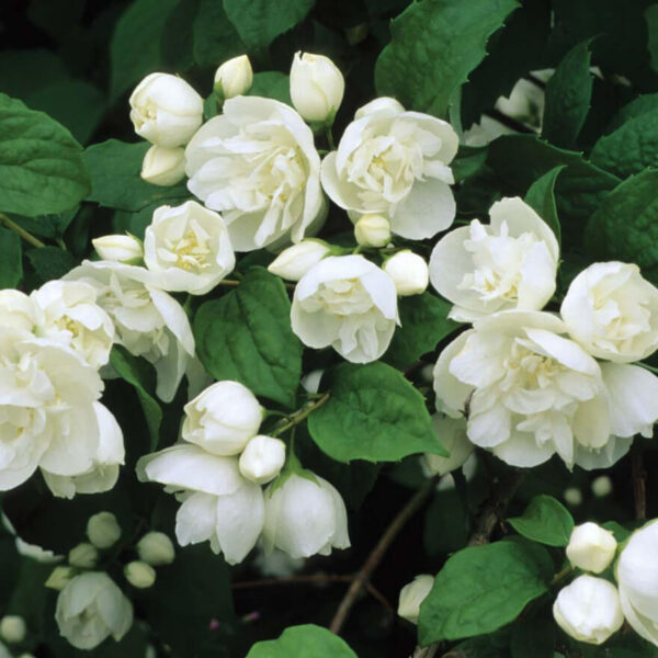 Philadelphus Bouquet Blanc Philadelphus 'Bouquet Blanc'