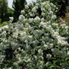 Philadelphus 'Schneesturm'