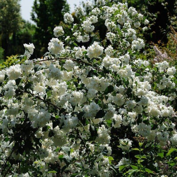 Philadelphus 'Schneesturm'