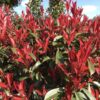 Photinia fras. 'Carre Rouge'
