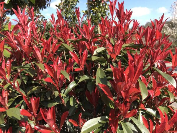 Photinia fras. 'Carre Rouge'