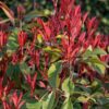 Photinia fras. 'Little Red Robin'