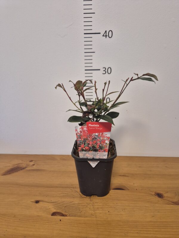Photinia fras. 'Carre Rouge'