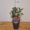 Photinia fras. 'Little Red Robin'