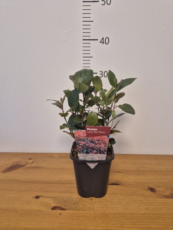 Photinia fras. 'Little Red Robin'