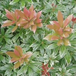 Pieris jap. 'Little Heath'