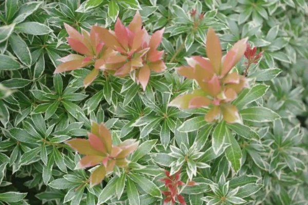 Pieris jap Little Heath Pieris jap. 'Little Heath'