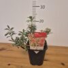 Pieris jap. 'Little Heath'tvrtko Pieris jap. 'Little Heath'
