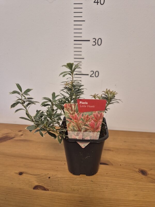 Pieris jap. 'Little Heath'tvrtko Pieris jap. 'Little Heath'
