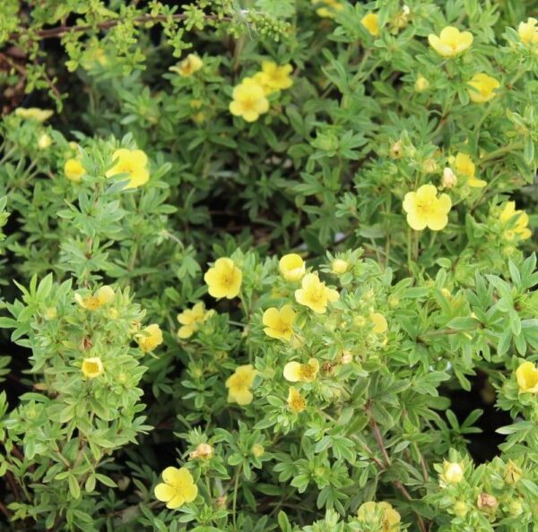 Potentilla f Katherine Dykes Potentilla f. 'Katherine Dykes'