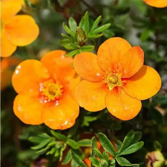 Potentilla f. 'Tangerine'