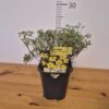 Potentilla f. 'Katherine Dykes'tvrtko Potentilla f. 'Katherine Dykes'