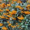 Pyracantha Golden Charmer Pyracantha 'Golden Charmer'