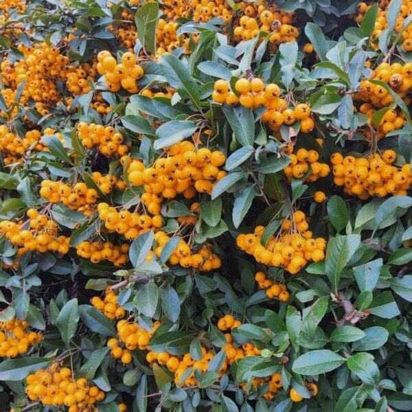 Pyracantha Golden Charmer Pyracantha 'Golden Charmer'