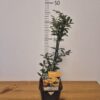 Pyracantha 'Golden Charmer'tvrtko Pyracantha 'Golden Charmer'
