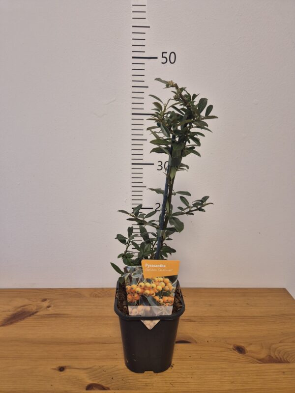 Pyracantha 'Golden Charmer'tvrtko Pyracantha 'Golden Charmer'
