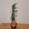 Pyracantha 'Orange Glow'