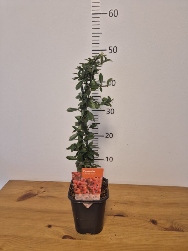 Pyracantha 'Orange Glow'