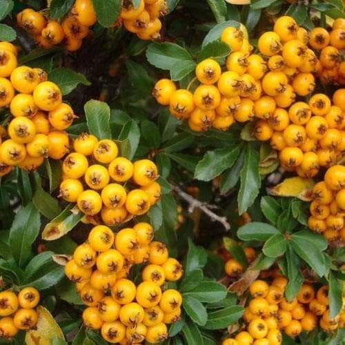 Pyracantha 'Soleil d'Or'
