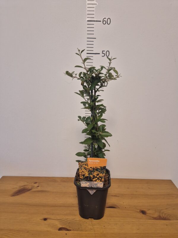 Pyracantha 'Soleil d'Or'