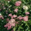 Spiraea jap. 'Genpei'