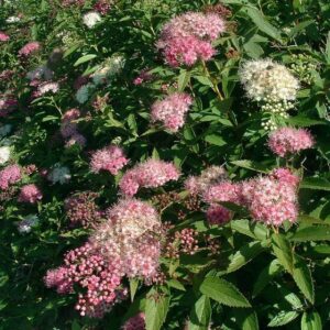 Spiraea jap. 'Genpei'