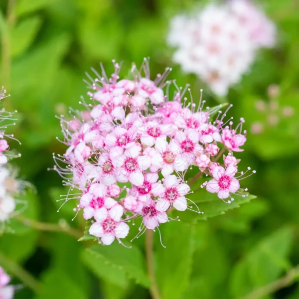 Spiraea jap. 'Little Princess'