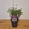 Spiraea jap. 'Genpei'