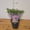 Spiraea jap. 'Little Princess'