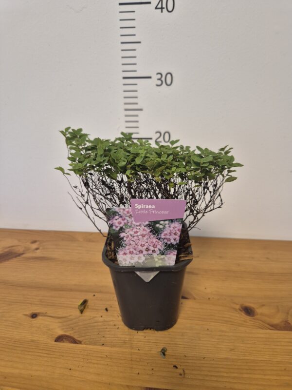 Spiraea jap. 'Little Princess'