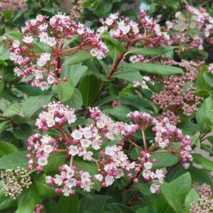 Viburnum tinus 'Eve Price'