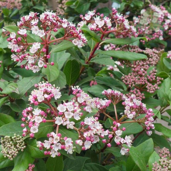 Viburnum tinus 'Eve Price'
