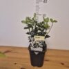 Viburnum tinus 'Eve Price'
