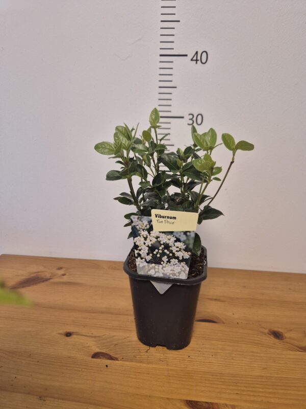 Viburnum tinus 'Eve Price'