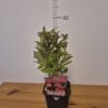Weigela 'Bristol Ruby'