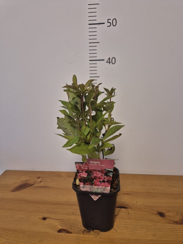 Weigela 'Bristol Ruby'