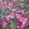 Weigela florida 'Victoria'