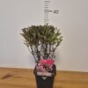 Weigela florida 'Victoria'